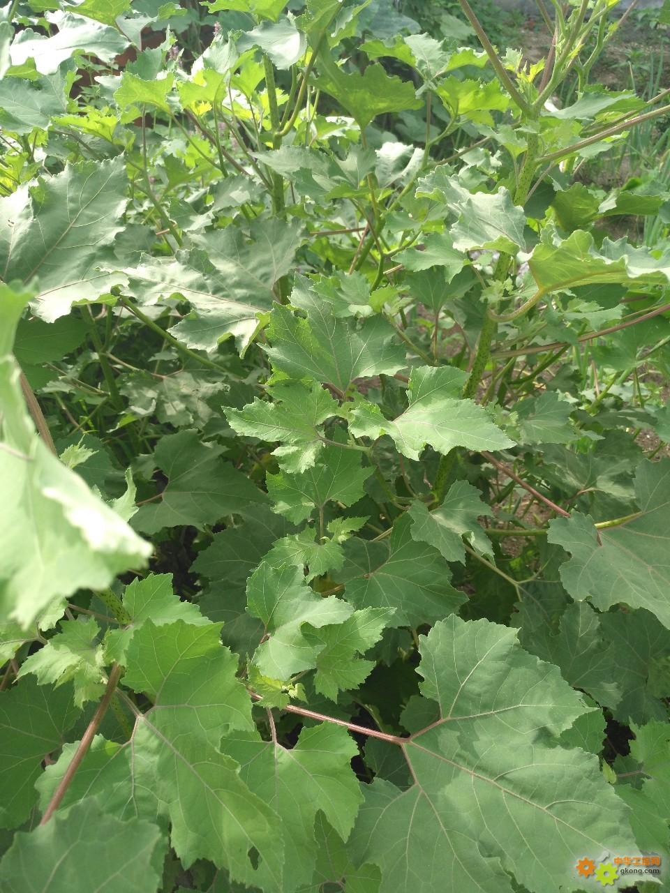 附件 IMG_20180715_082417.jpg