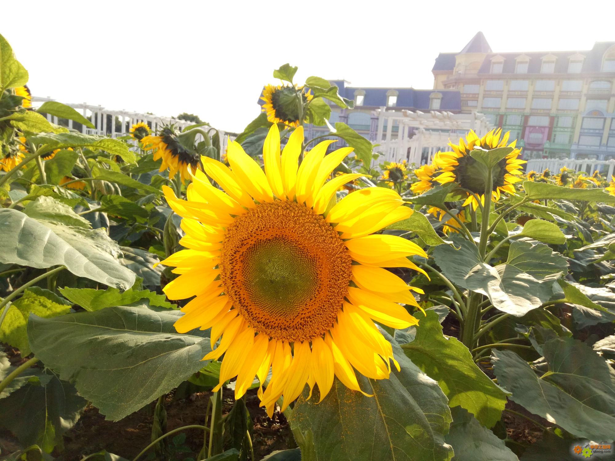 附件 IMG20170212163552.jpg