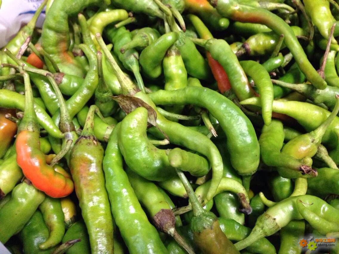 知道什么叫扯树辣椒吗? - 无所不谈 中华工控网 工控论坛 http://bbs.