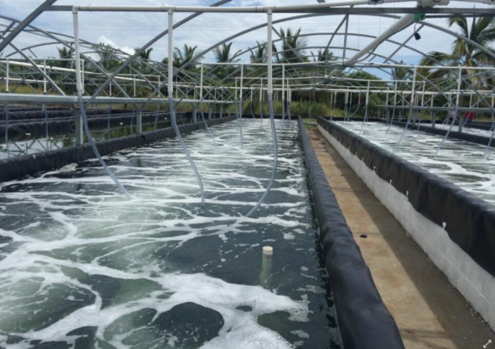 海为plc在墨西哥鱼虾水产养殖场增氧系统上的应用